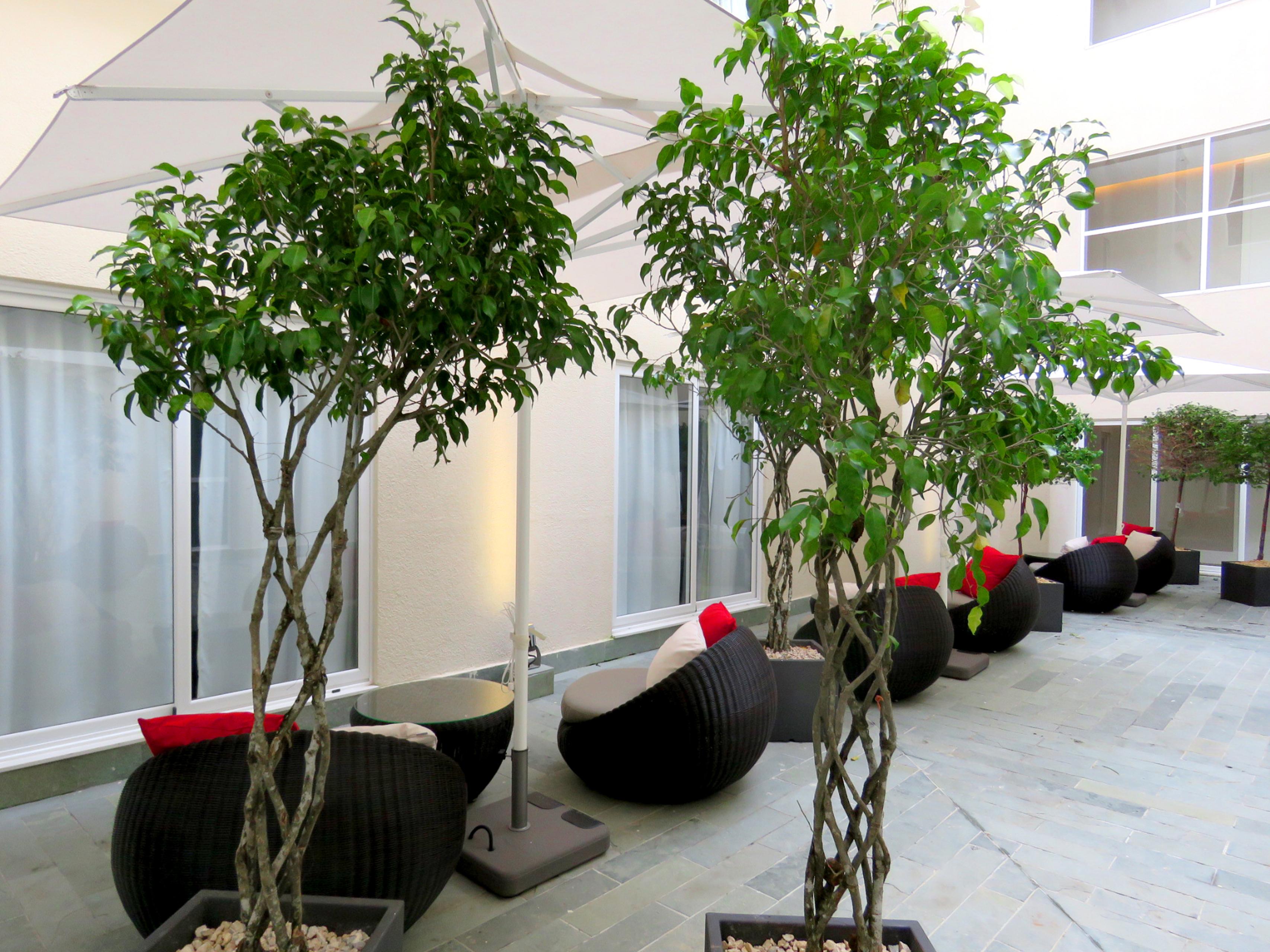 Central Hotel Panama Casco Viejo Exteriör bild Ficus benjamina